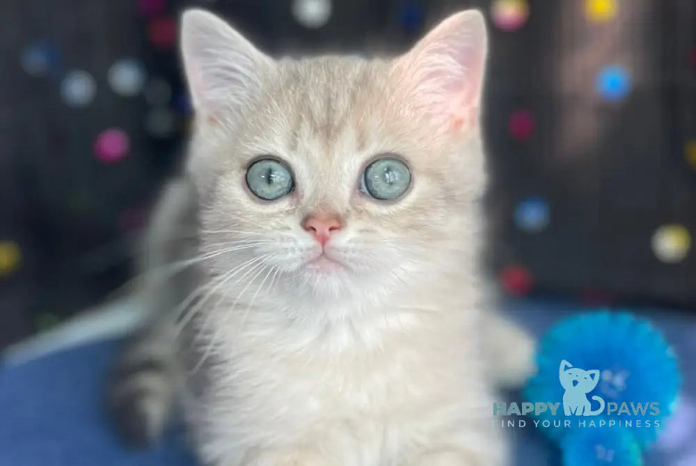 Timur British Shorthair male blue golden tabby live animals