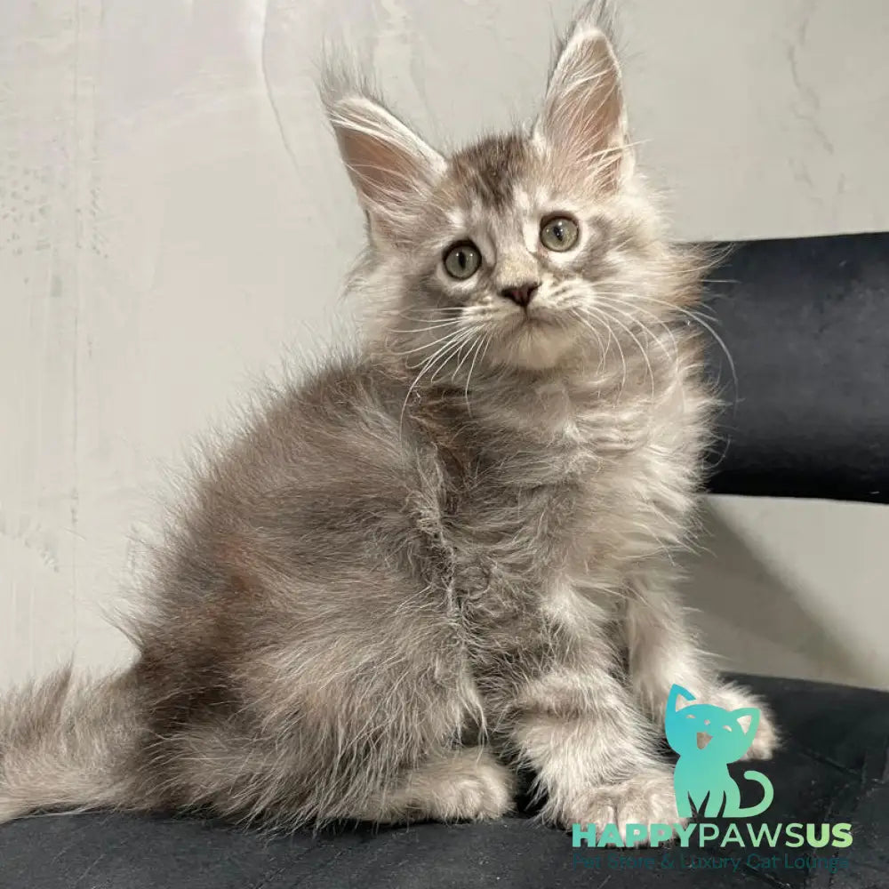 Timur Maine Coon polydactyl 6x6x6x6 male black silver tabby - live animals
