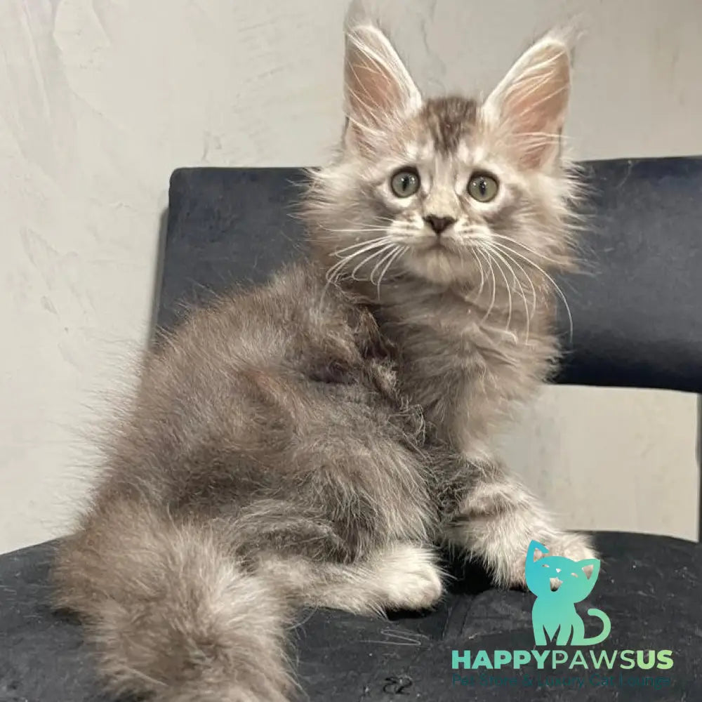 Timur Maine Coon polydactyl 6x6x6x6 male black silver tabby - live animals