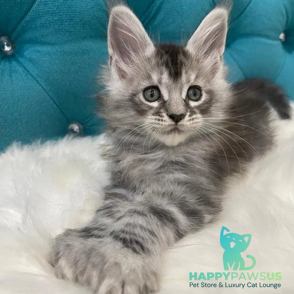 Timur Maine Coon polydactyl 6x6x6x6 male black silver tabby - live animals