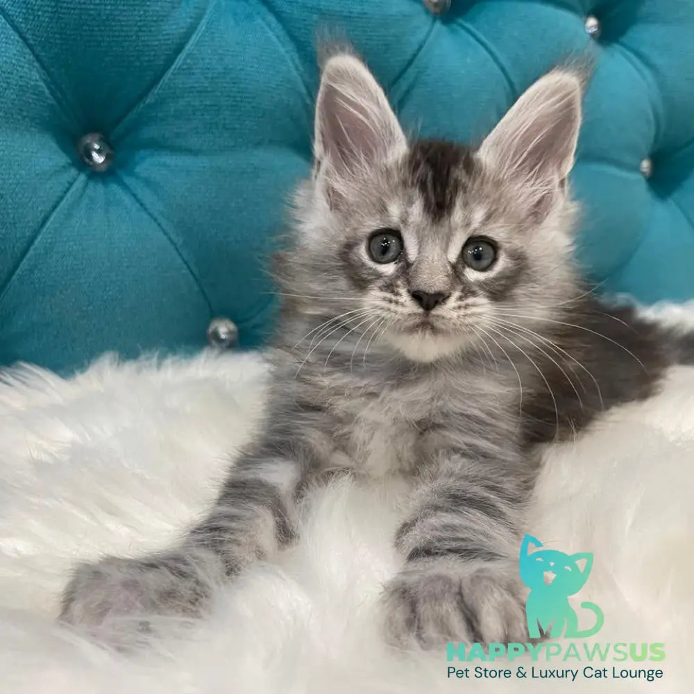 Timur Maine Coon polydactyl 6x6x6x6 male black silver tabby - live animals