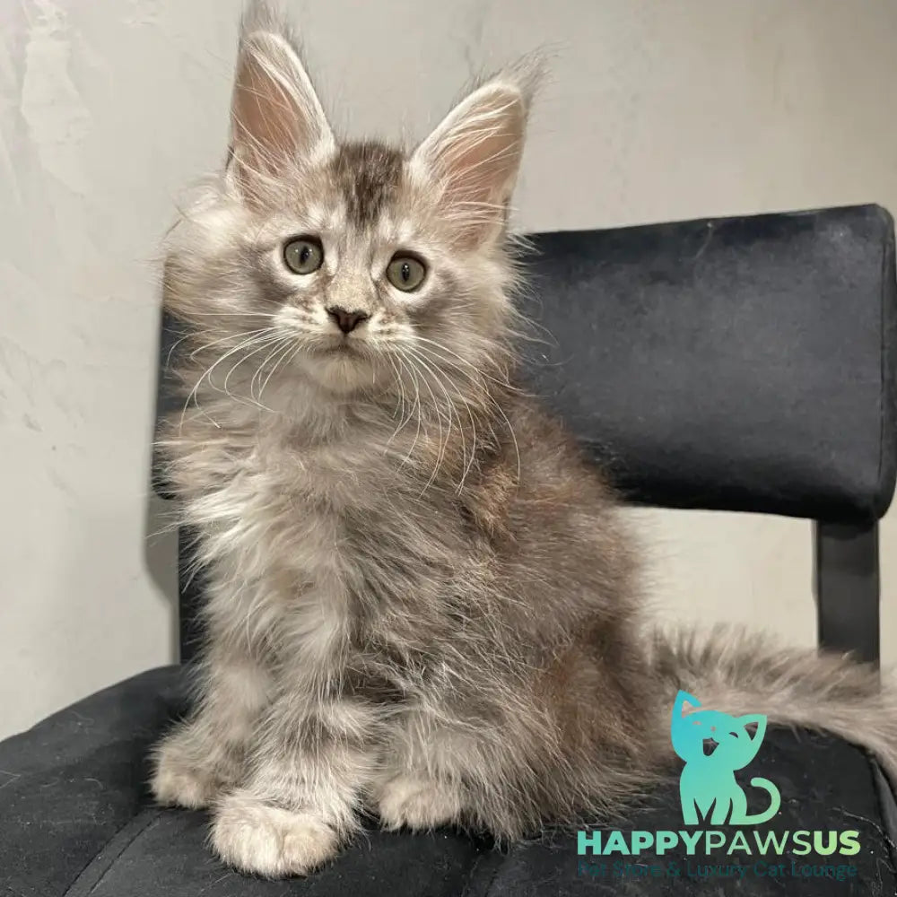 Timur Maine Coon polydactyl 6x6x6x6 male black silver tabby - live animals