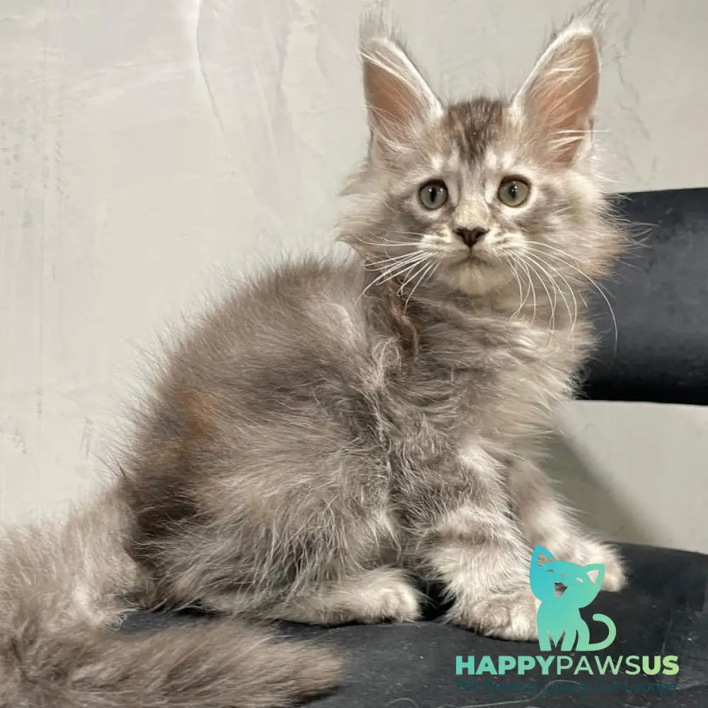 Timur Maine Coon polydactyl 6x6x6x6 male black silver tabby - live animals