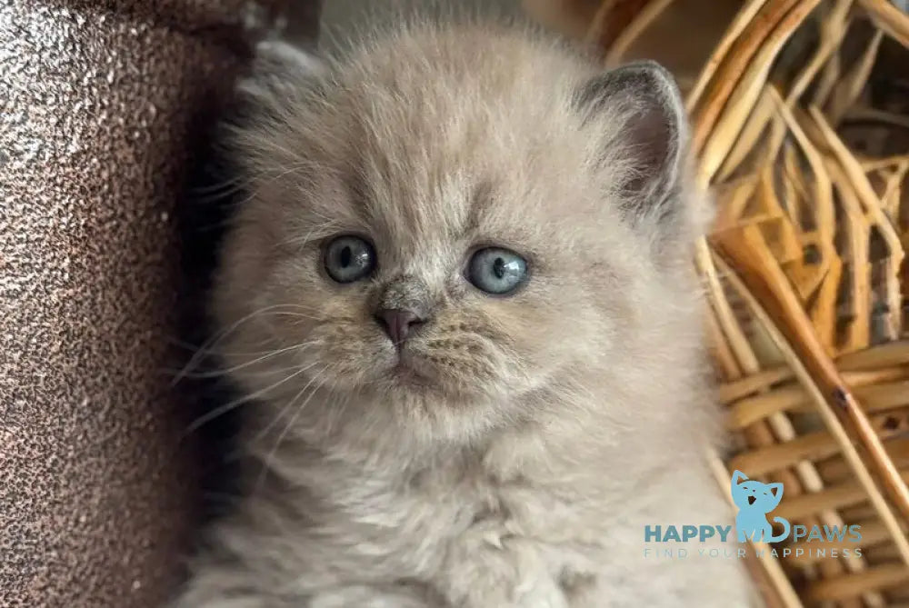 Timur Scottish Straight male blue pointed live animals