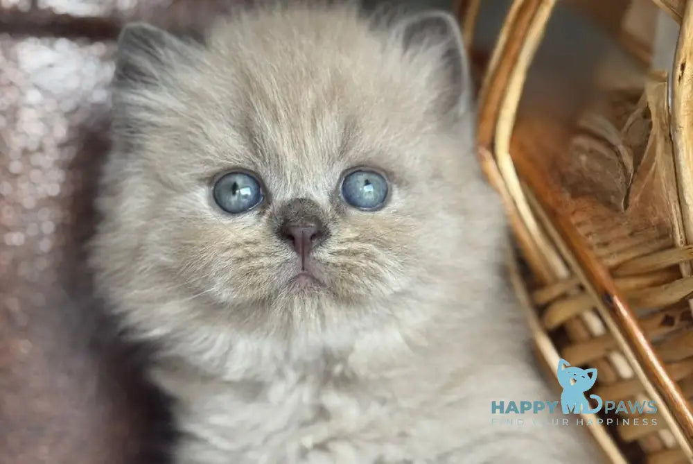 Timur Scottish Straight male blue pointed live animals