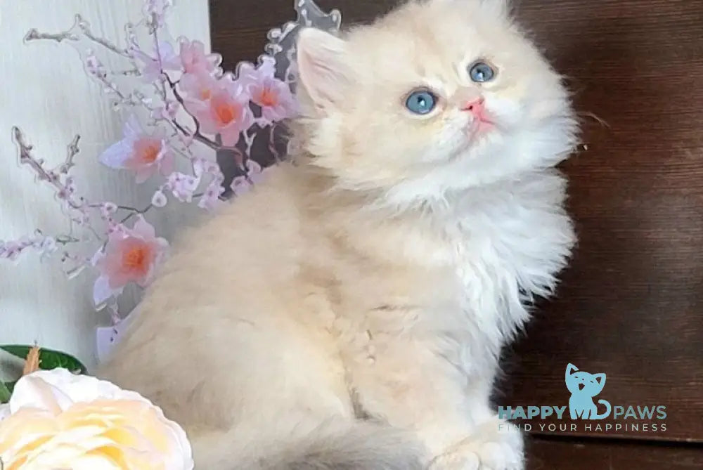 Tina British Longhair female blue golden chinchilla live animals