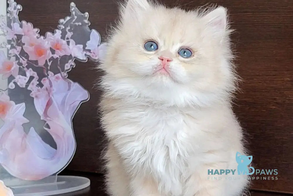 Tina British Longhair female blue golden chinchilla live animals