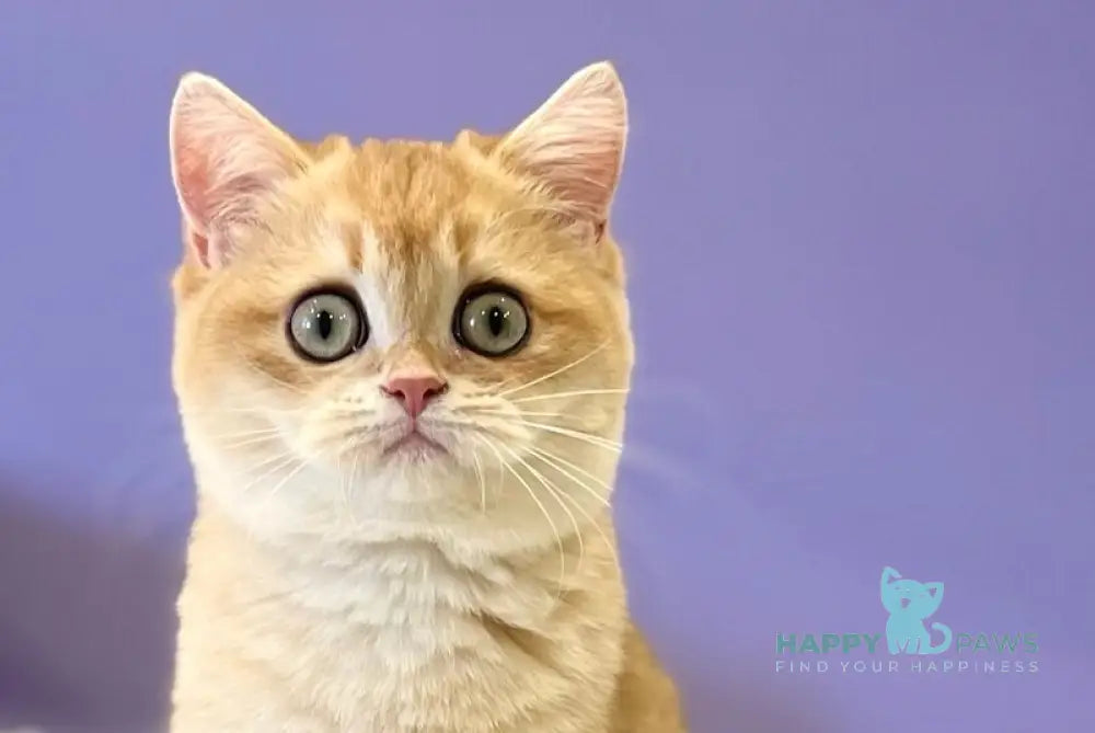 Tina British Shorthair female black golden chinchilla live animals