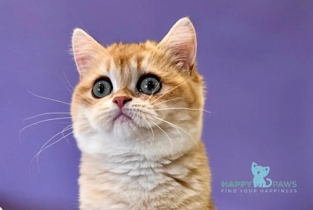 Tina British Shorthair female black golden chinchilla live animals