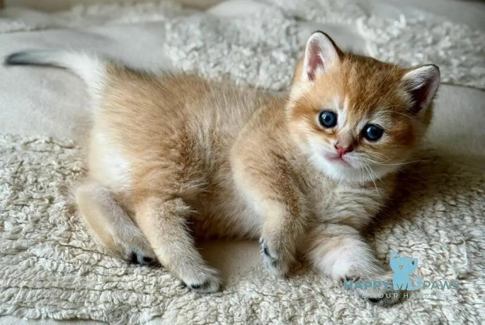 Tina British Shorthair female black golden shaded - live animals