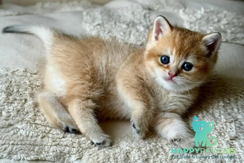 Tina British Shorthair female black golden shaded - live animals