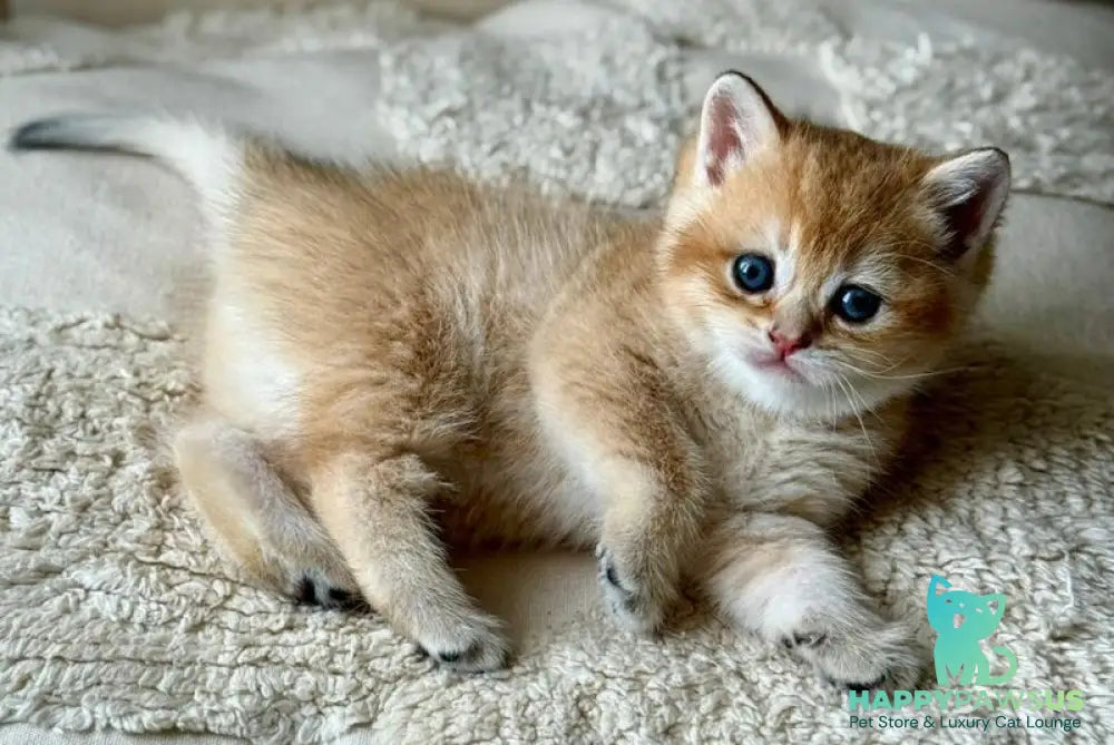 Tina British Shorthair female black golden shaded - live animals