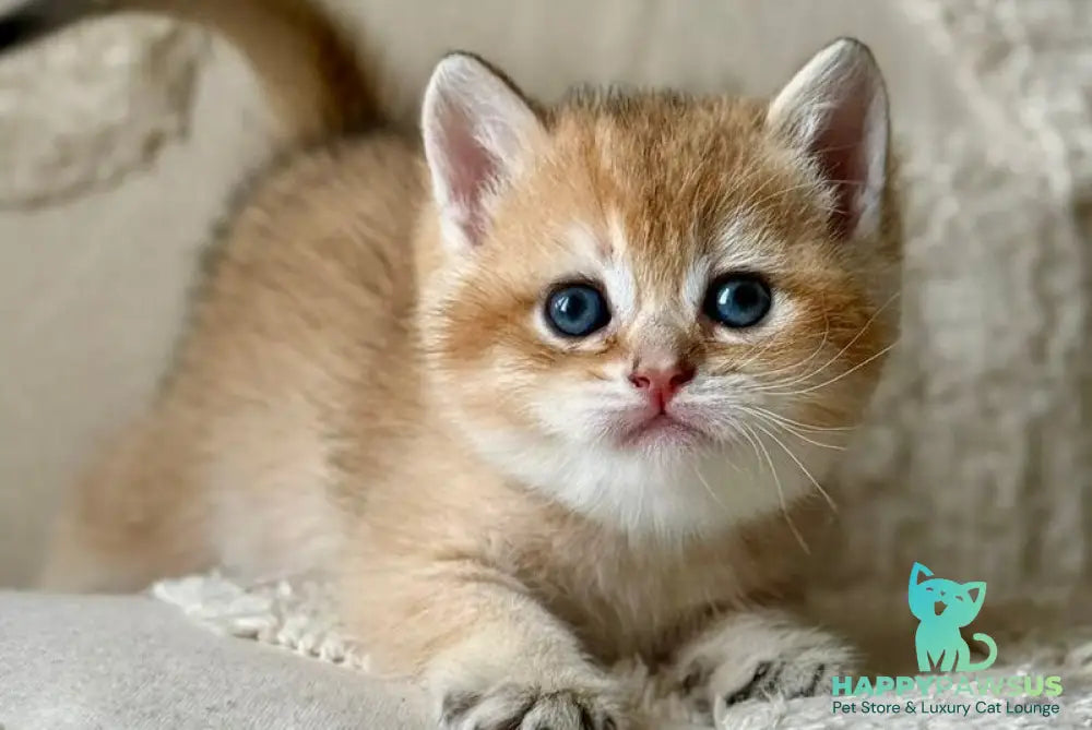 Tina British Shorthair female black golden shaded - live animals
