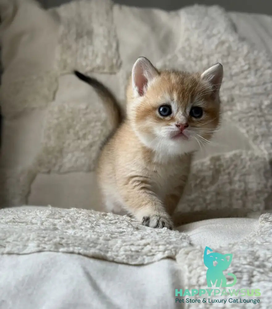 Tina British Shorthair female black golden shaded - live animals