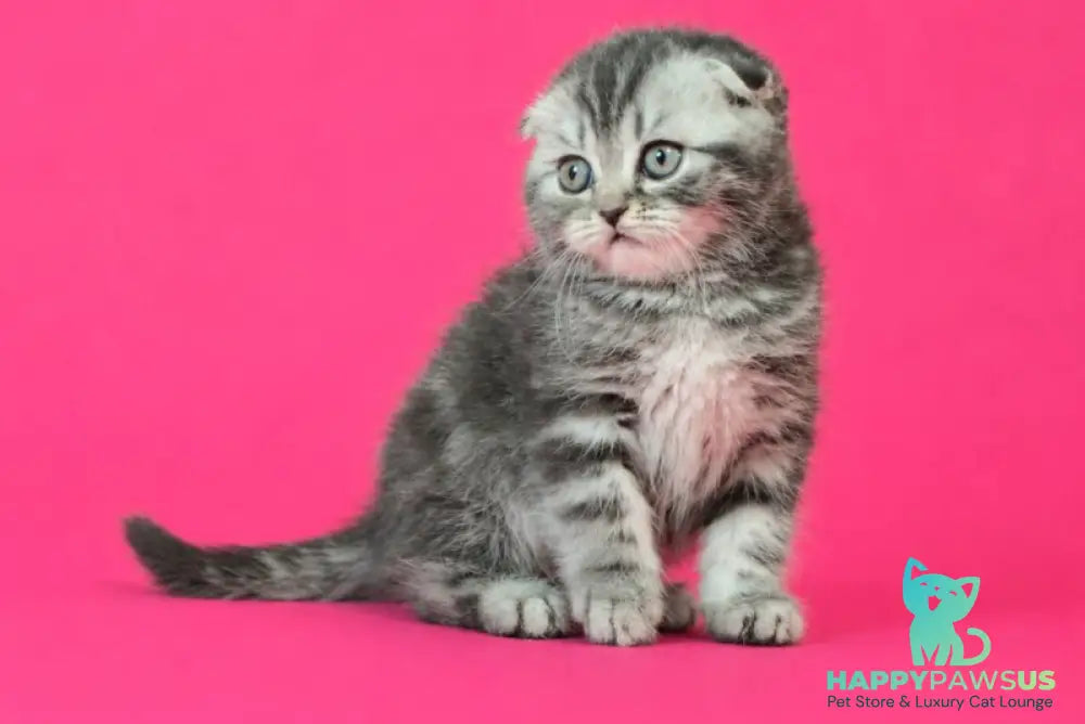 Tina Scottish Fold female blue tabby - live animals
