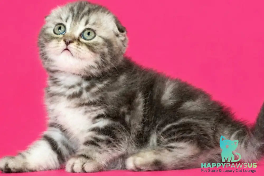 Tina Scottish Fold female blue tabby - live animals
