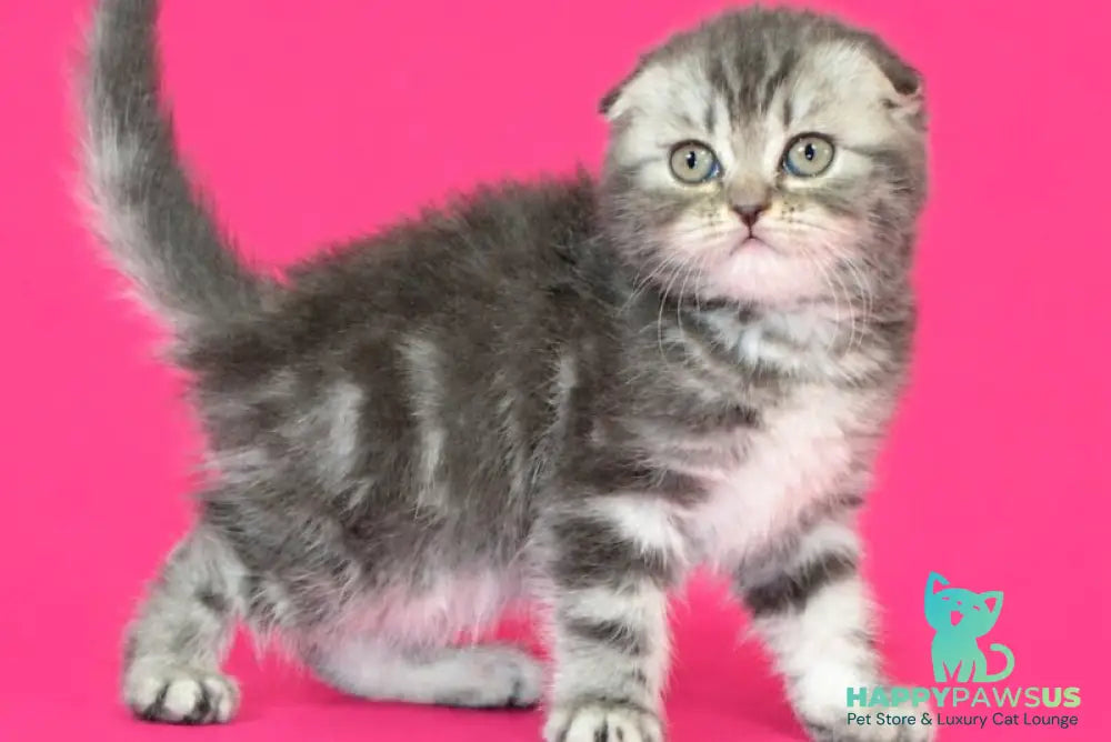 Tina Scottish Fold female blue tabby - live animals