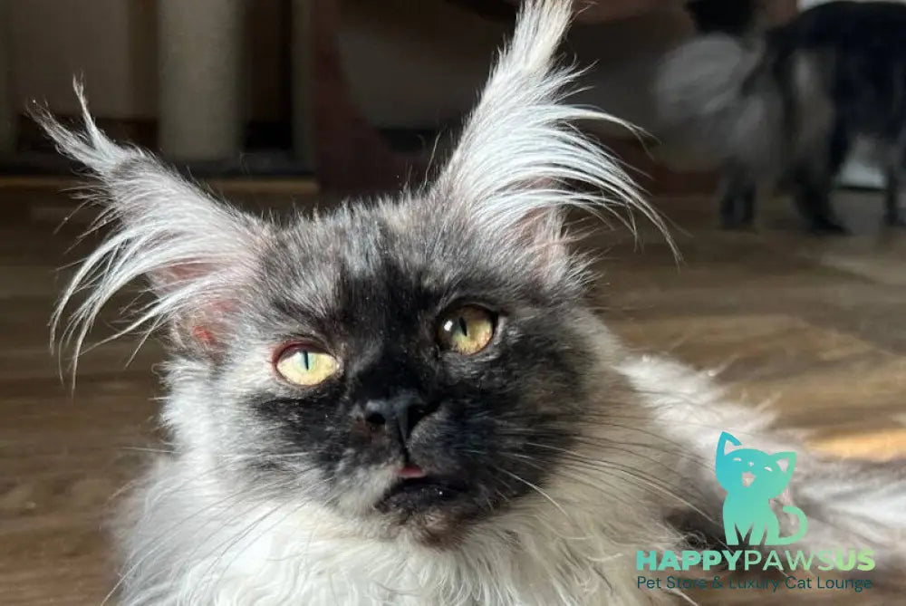 Tinky Maine Coon female black tortie silver tabby - live animals