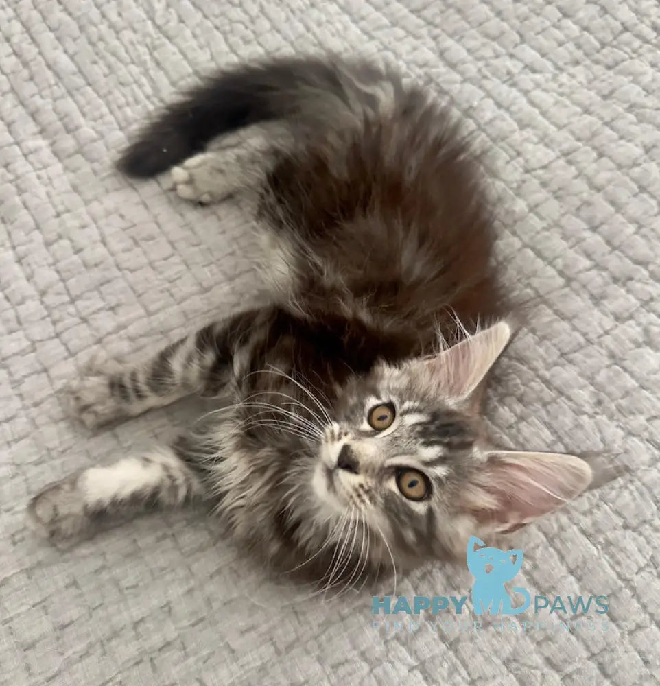 Tiny Maine Coon male black silver tabby live animals