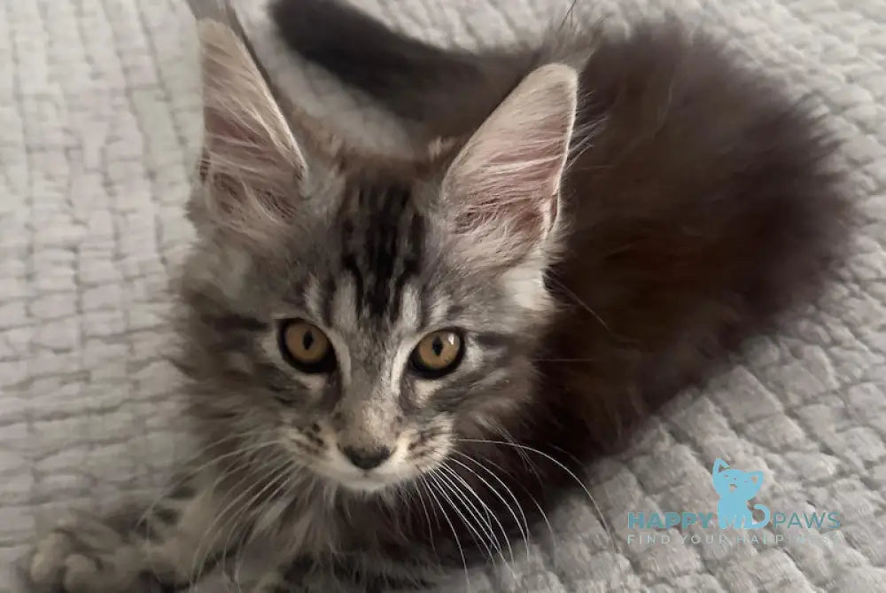 Tiny Maine Coon male black silver tabby live animals