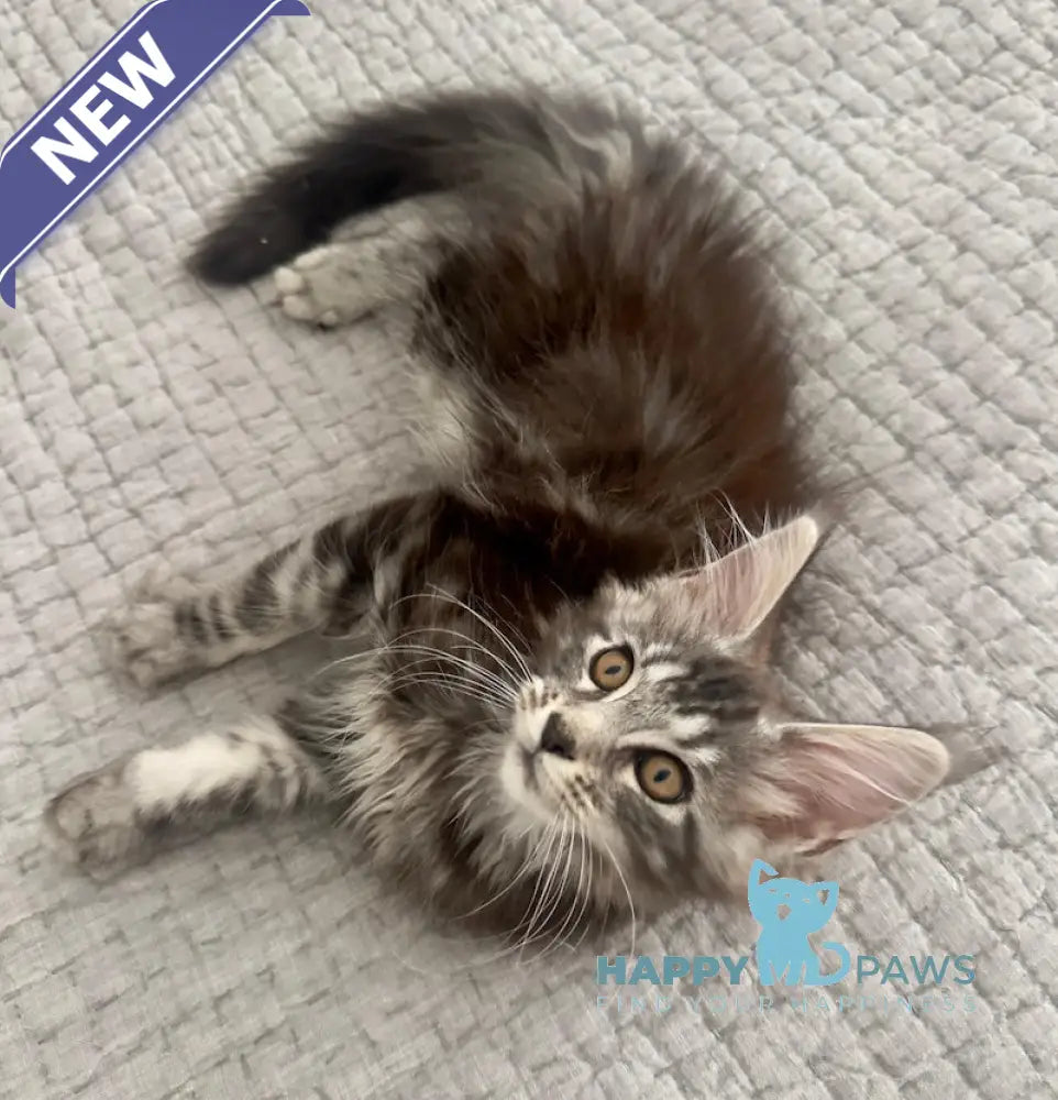 Tiny Maine Coon male black silver tabby live animals