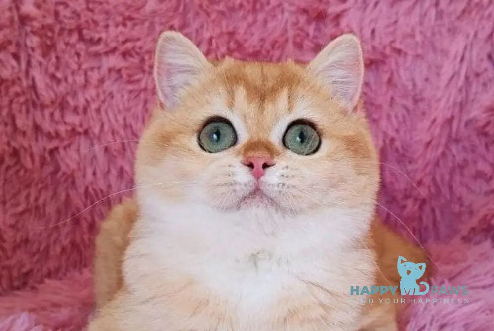 Tiola British Shorthair female black golden chinchilla live animals