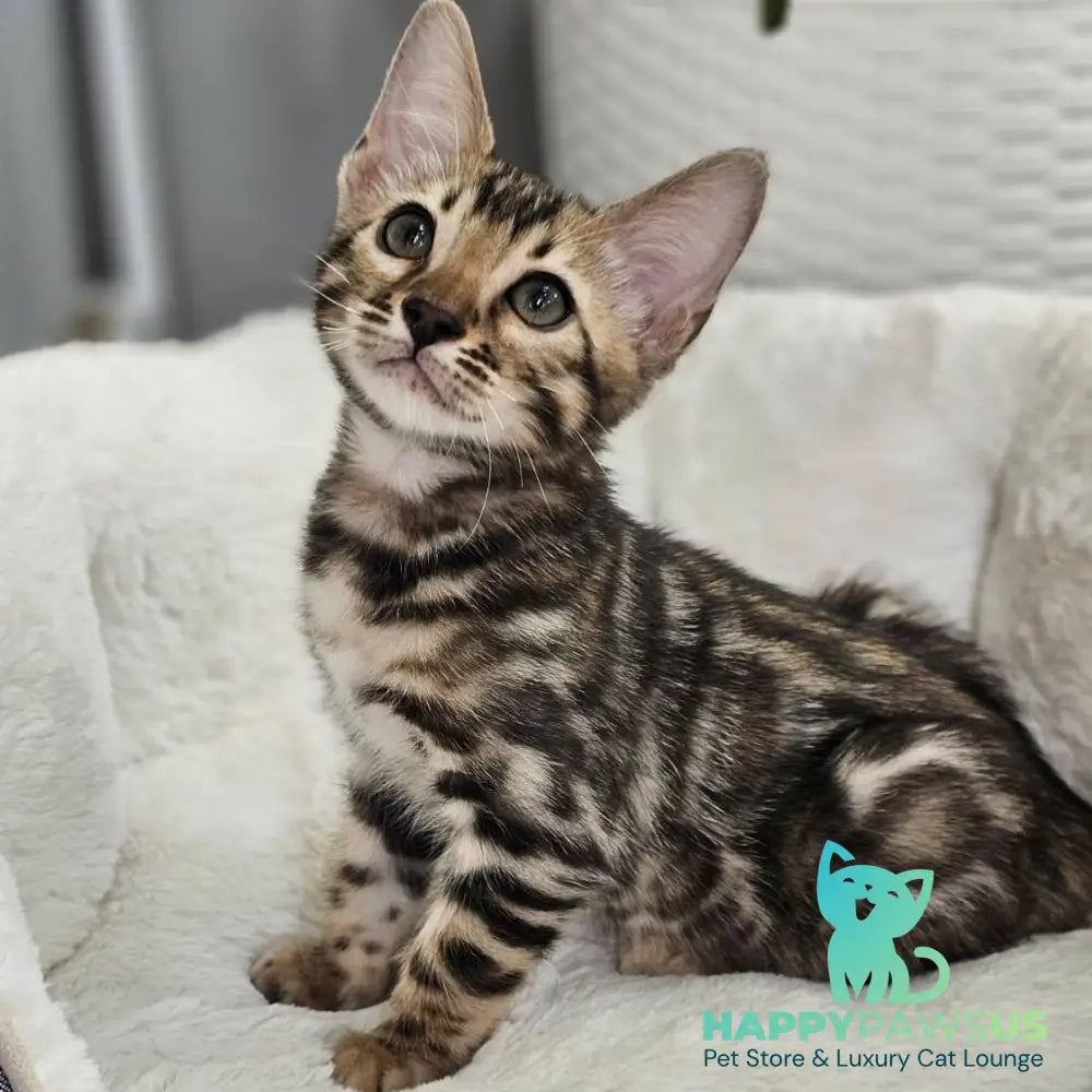 Titan Bengal male black spotted tabby - live animals