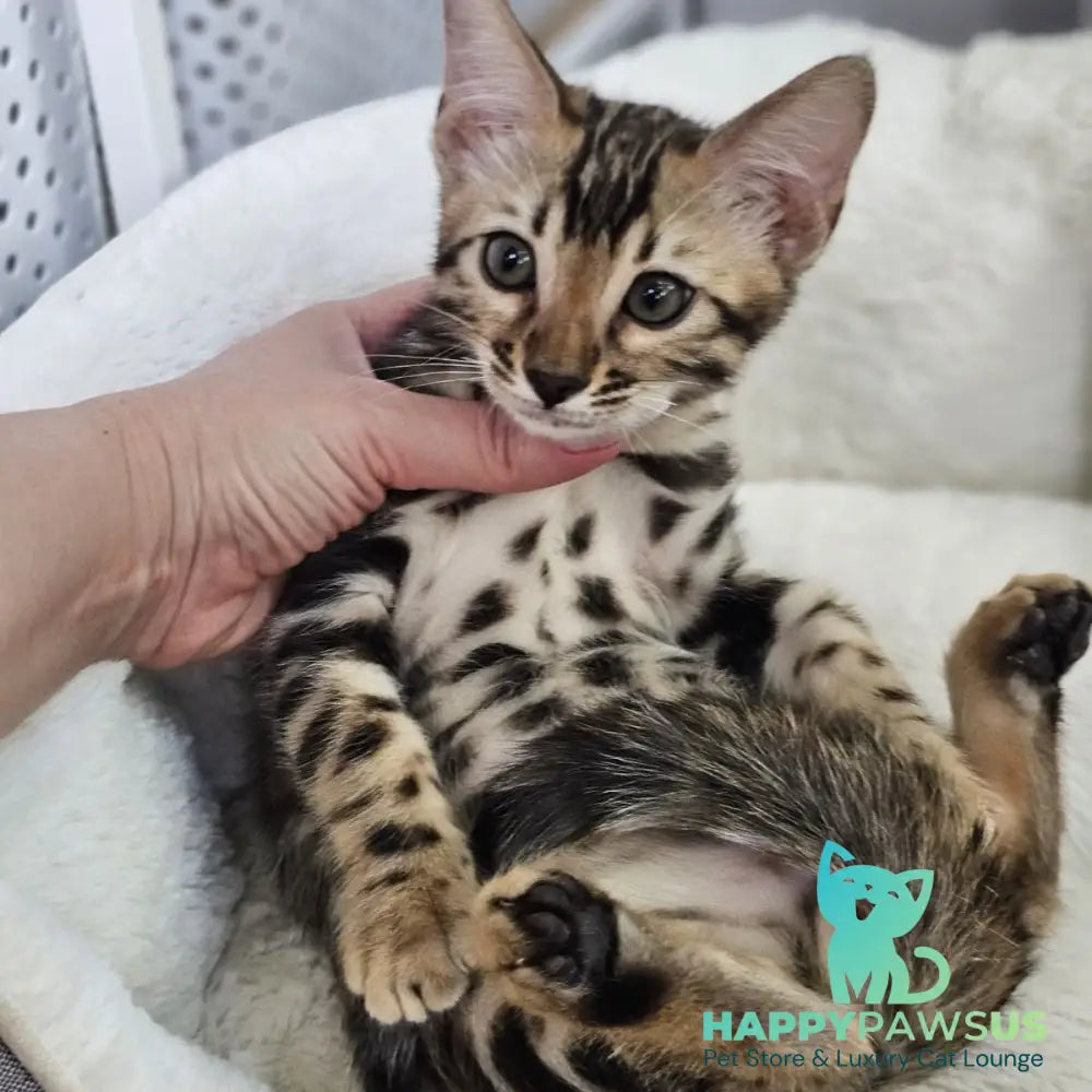 Titan Bengal male black spotted tabby - live animals