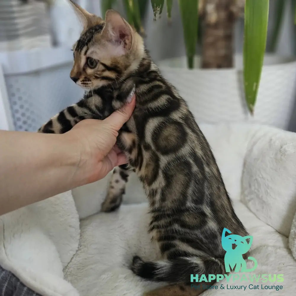 Titan Bengal male black spotted tabby - live animals