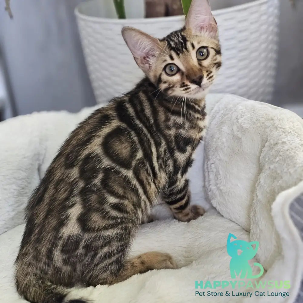 Titan Bengal male black spotted tabby - live animals