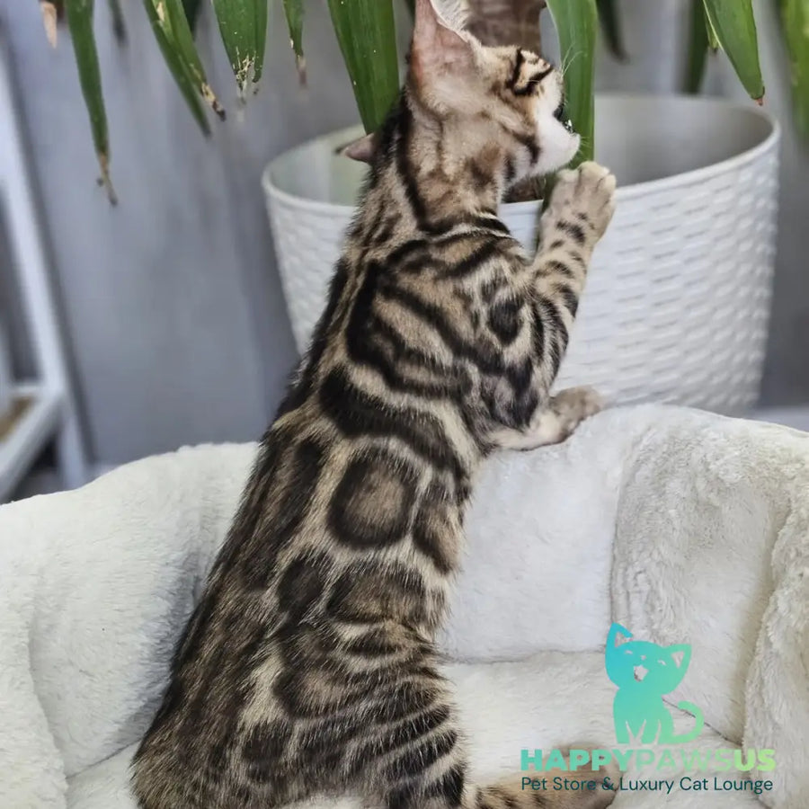 Titan Bengal male black spotted tabby - live animals