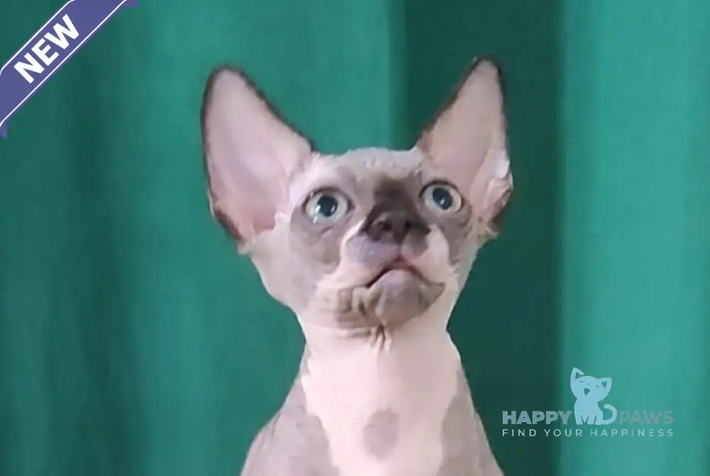 Titan Canadian Sphynx male black bicolour live animals