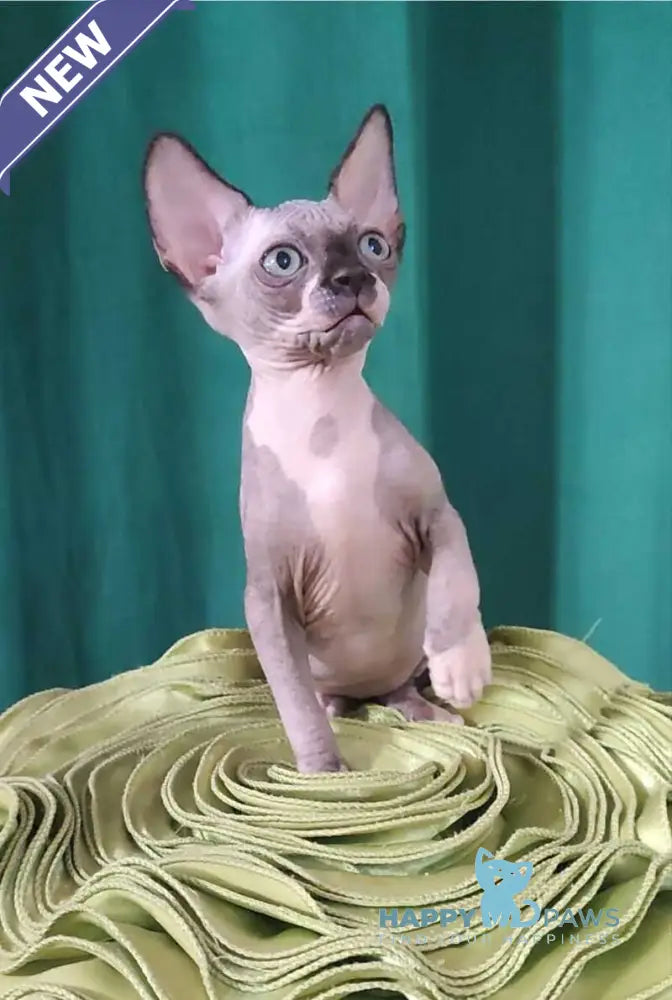 Titan Canadian Sphynx male black bicolour live animals