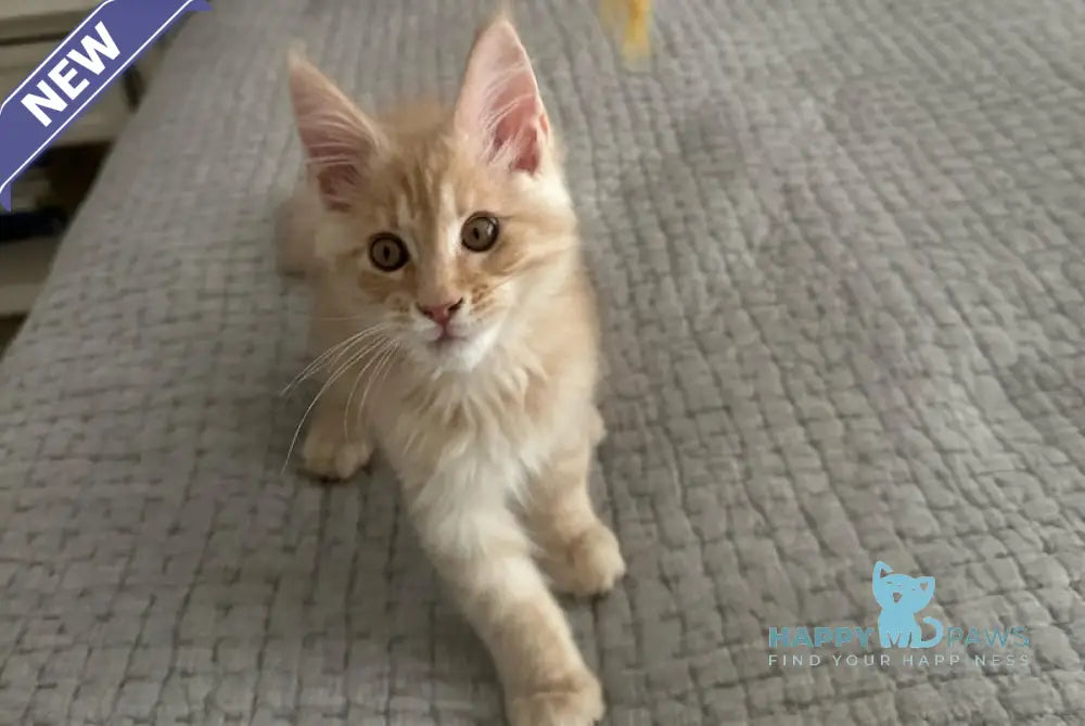 Titus Maine Coon male red silver live animals