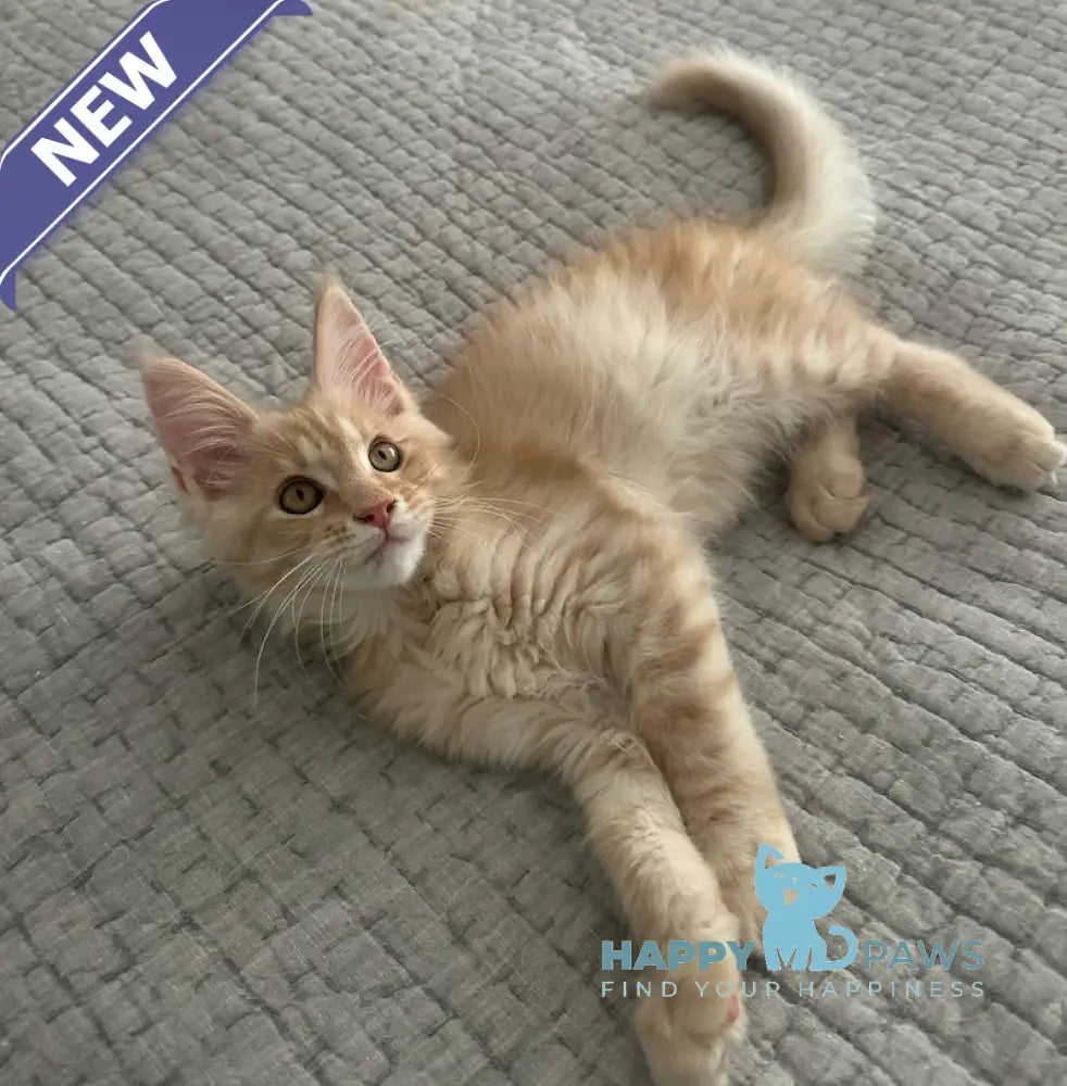 Titus Maine Coon male red silver live animals