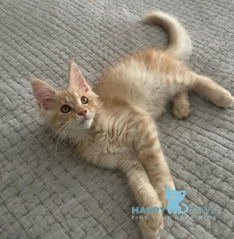 Titus Maine Coon male red silver live animals