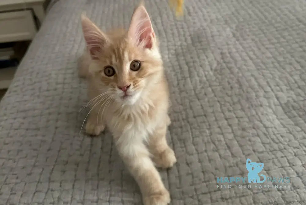 Titus Maine Coon male red silver live animals