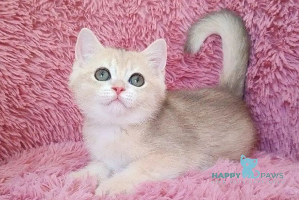 Tmin British Shorthair male blue golden chinchilla live animals