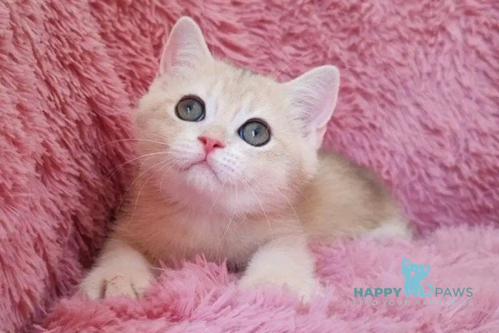 Tmin British Shorthair male blue golden chinchilla live animals