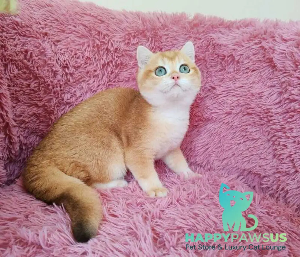 Tobbi British Shorthair male black golden chinchilla - live animals