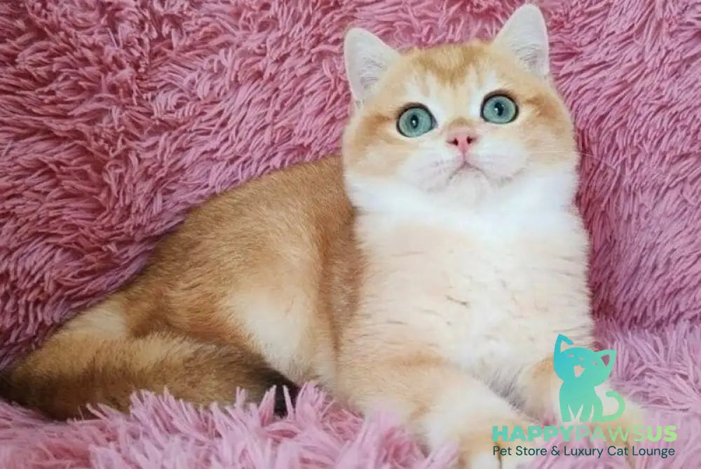 Tobbi British Shorthair male black golden chinchilla - live animals