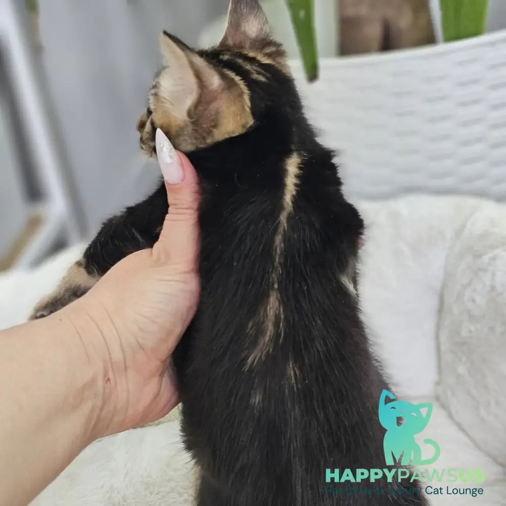 Toblerone Bengal male black tabby - live animals