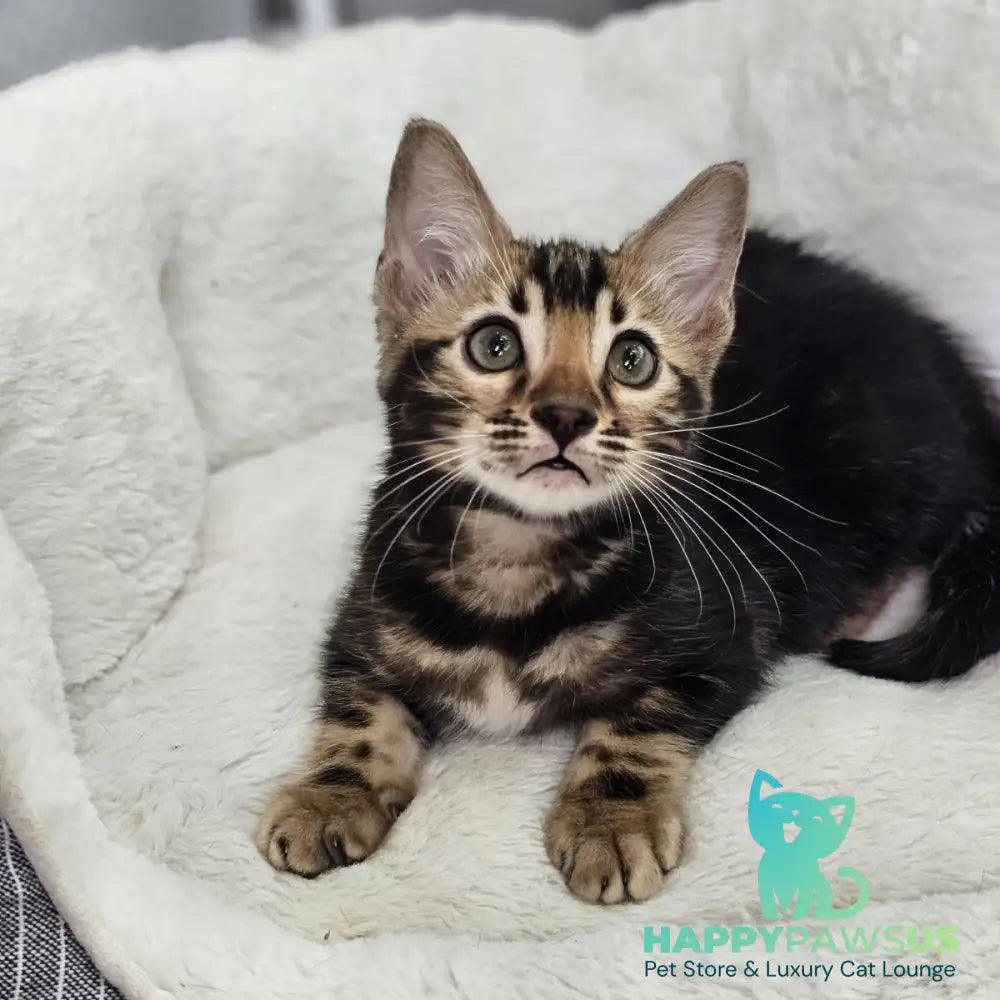 Toblerone Bengal male black tabby - live animals