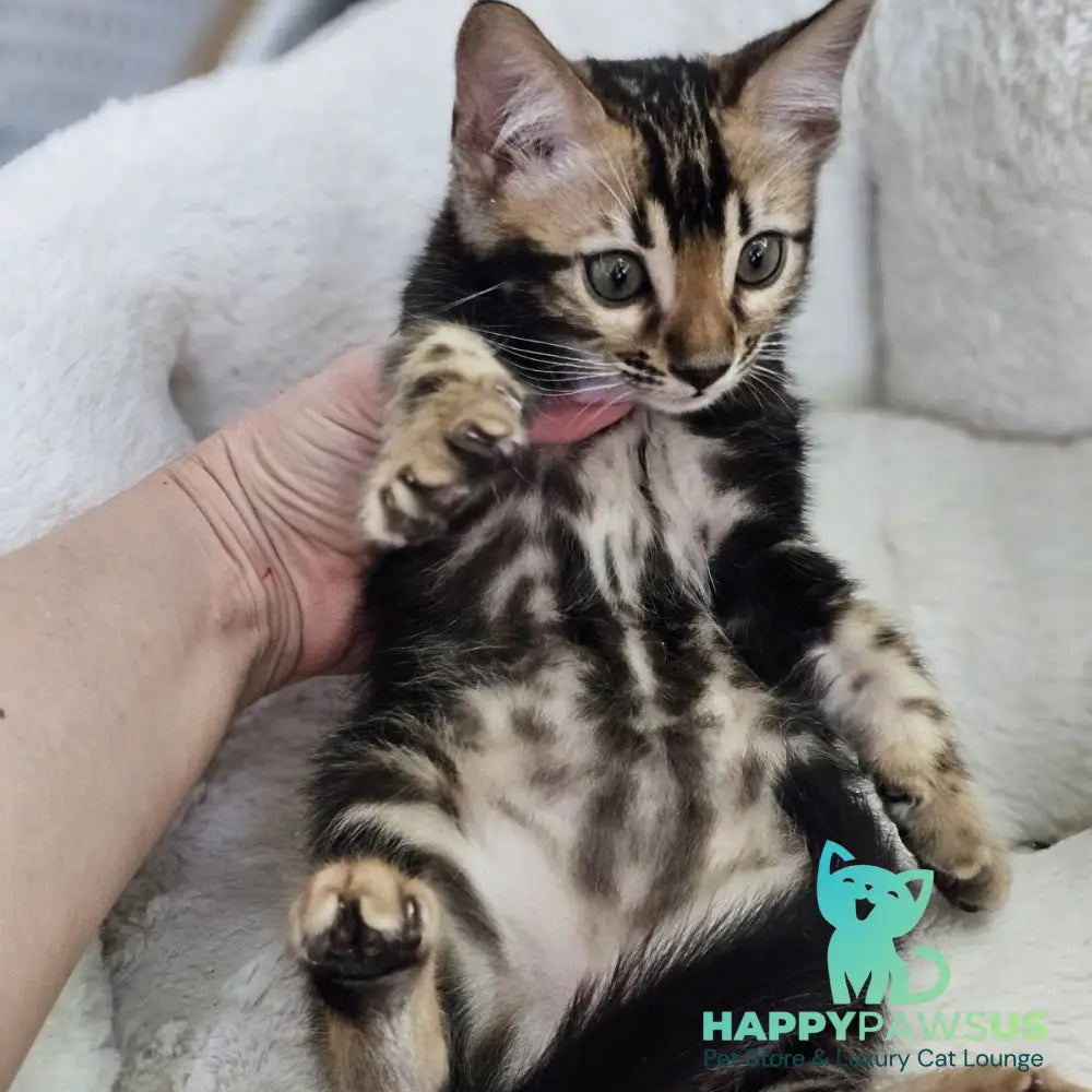 Toblerone Bengal male black tabby - live animals