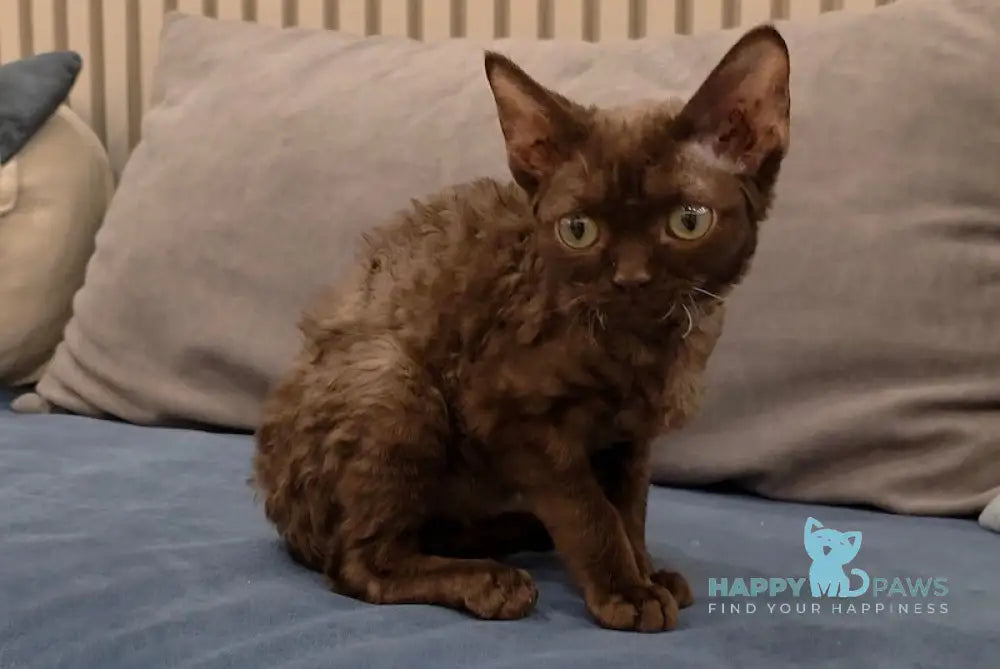 Toby Devon Rex male chocolate live animals