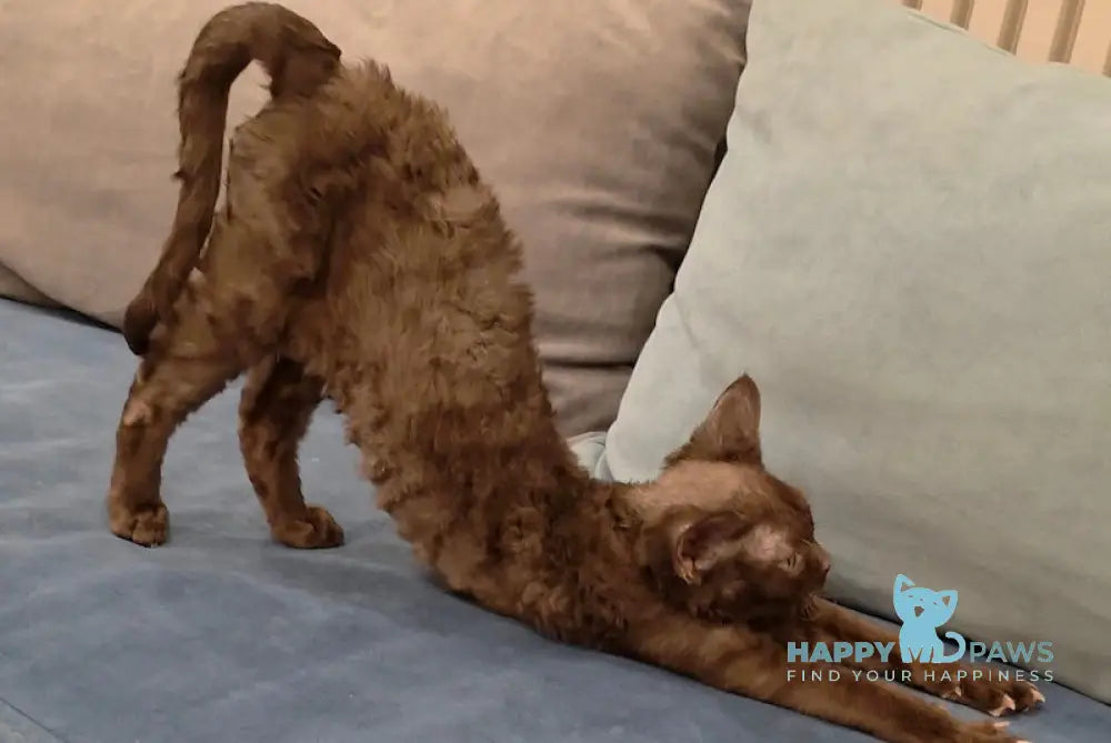 Toby Devon Rex male chocolate live animals