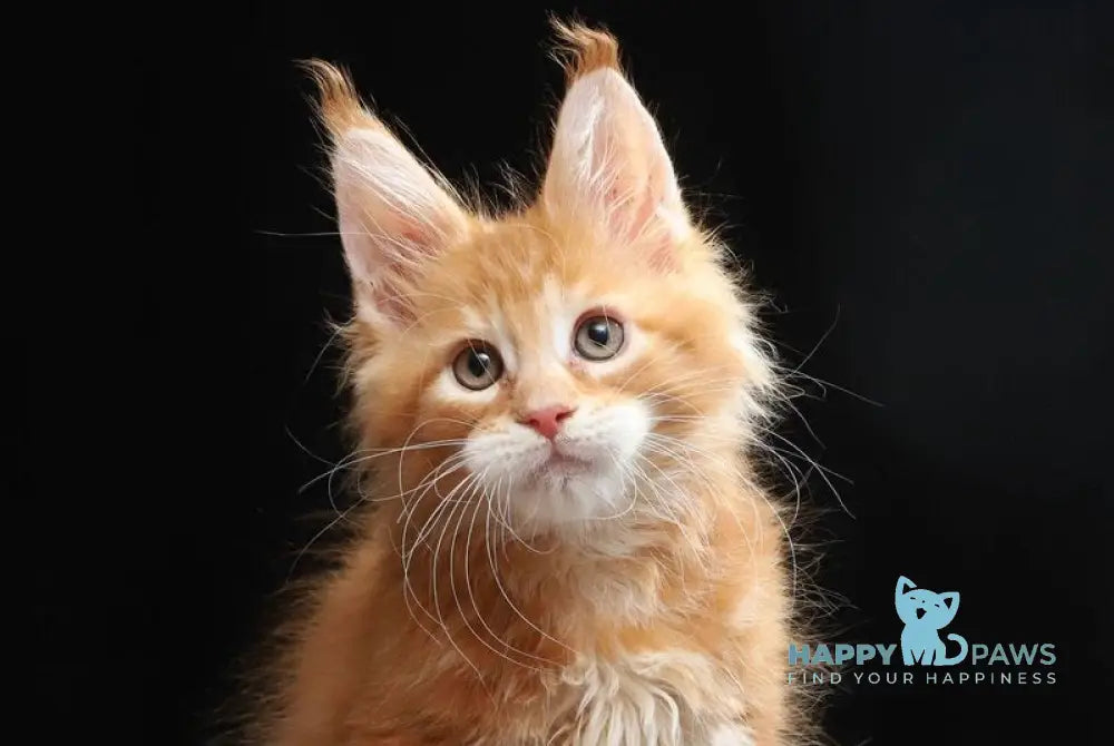 Toby Maine Coon male red tabby live animals