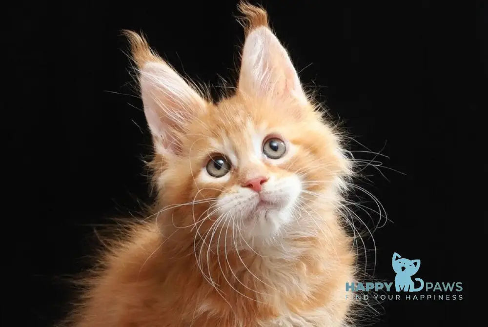 Toby Maine Coon male red tabby live animals