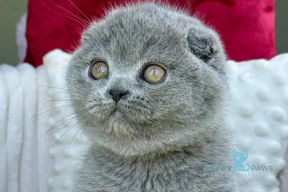 Toby Scottish Fold male blue - live animals