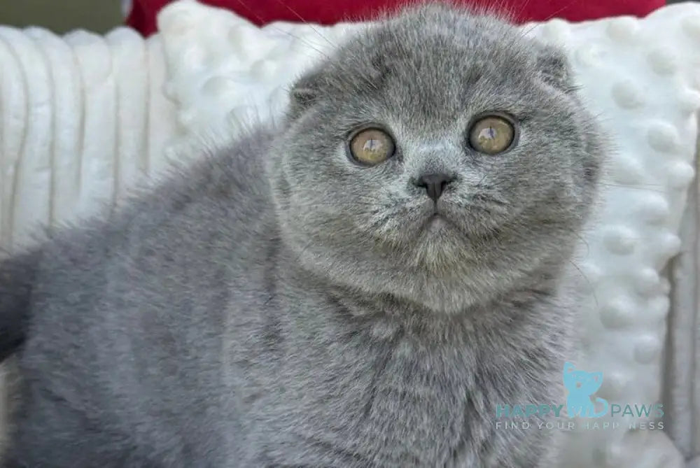 Toby Scottish Fold male blue - live animals